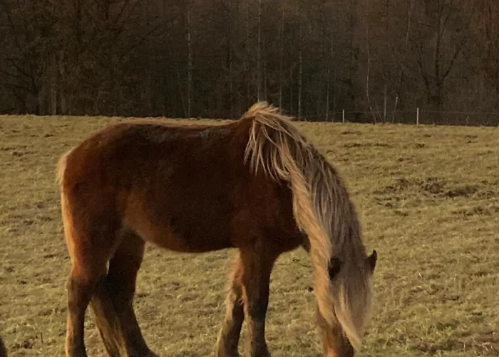 Apartament Zweinig 04 *